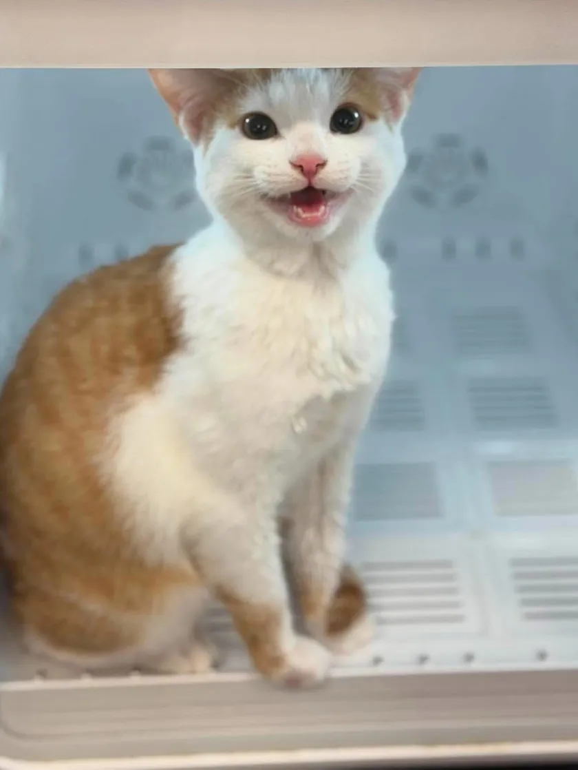 An orange and white kitten with its mouth open mid-meow