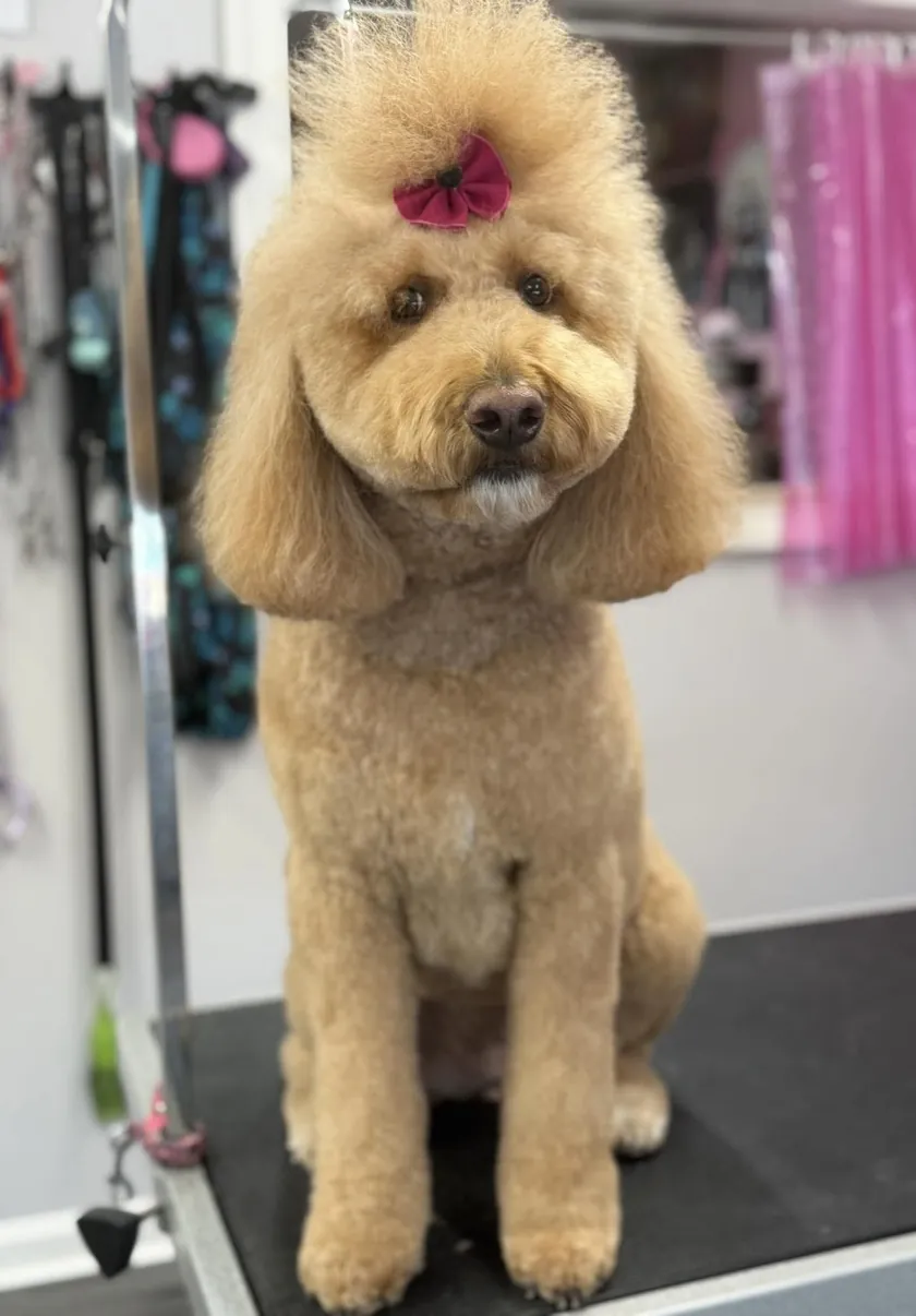 A tan doodle with a round teddy-bear face, long fluffy ears, and a topknot tied with a red bow