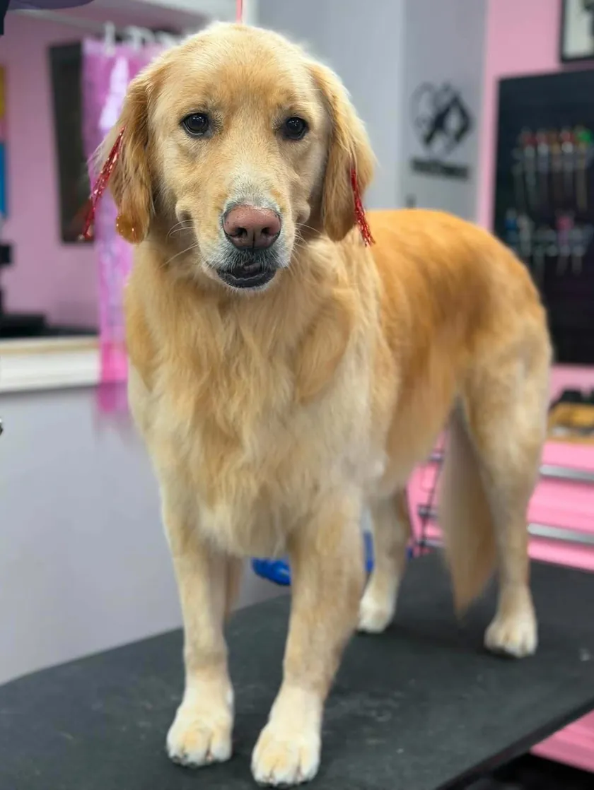 A golden retriever standing on the grooming table with red tinsel in its ears