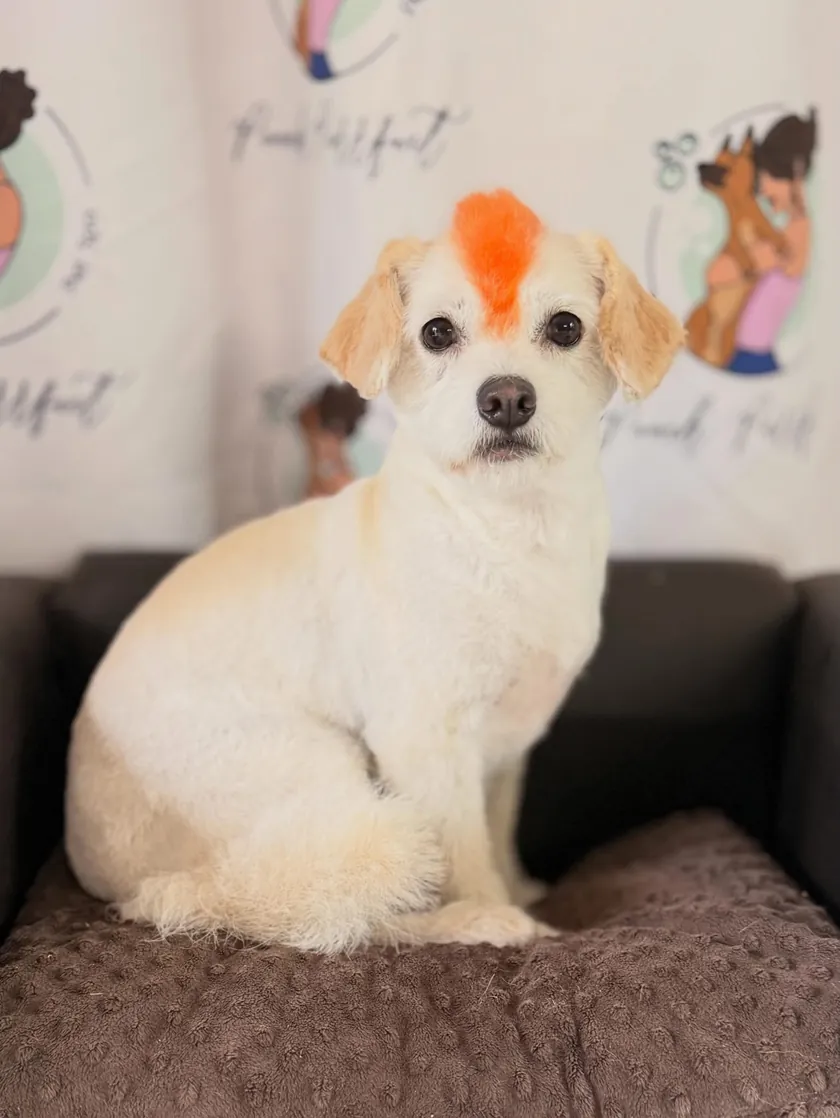 A white terrier mix with tan ears and a bright orange dyed mohawk, sitting in front of the Pooch Purrfect logo backdrop