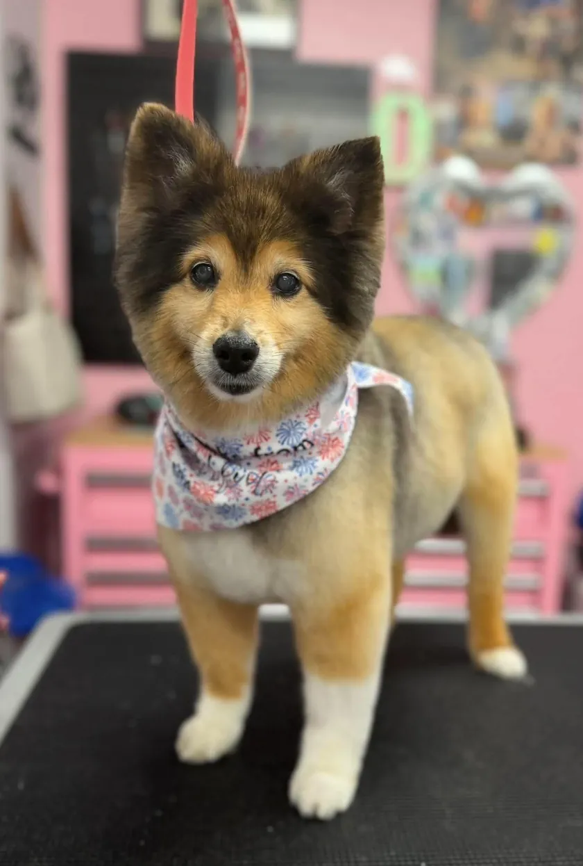 A small, fluffy sable and tan dog with a rounded head and white feet, standing on the grooming table in a fireworks bandana