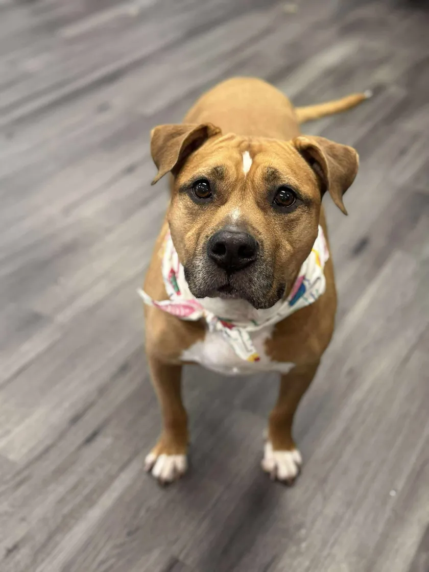 A short-coated tan dog with a white chest looking up at the camera in a colorful bandana