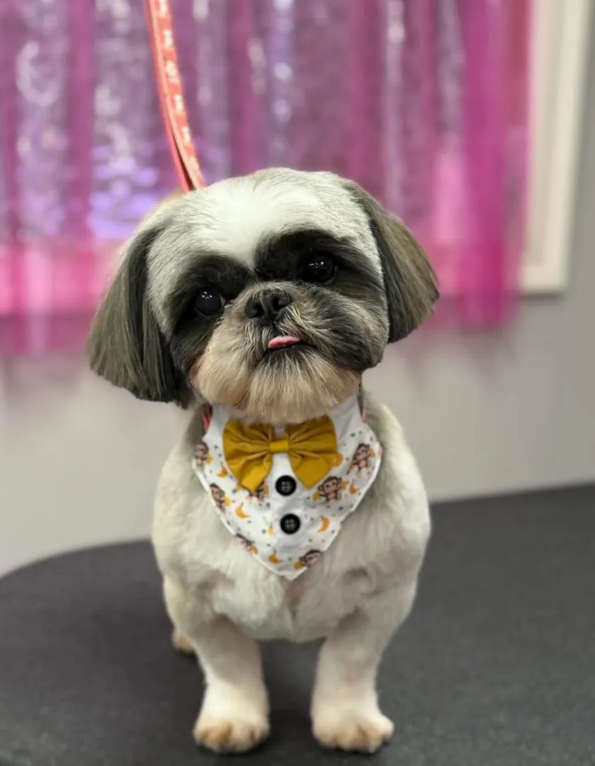 A gray and white shih tzu with its tongue out, wearing a monkey-print tuxedo bandana with a mustard bow tie