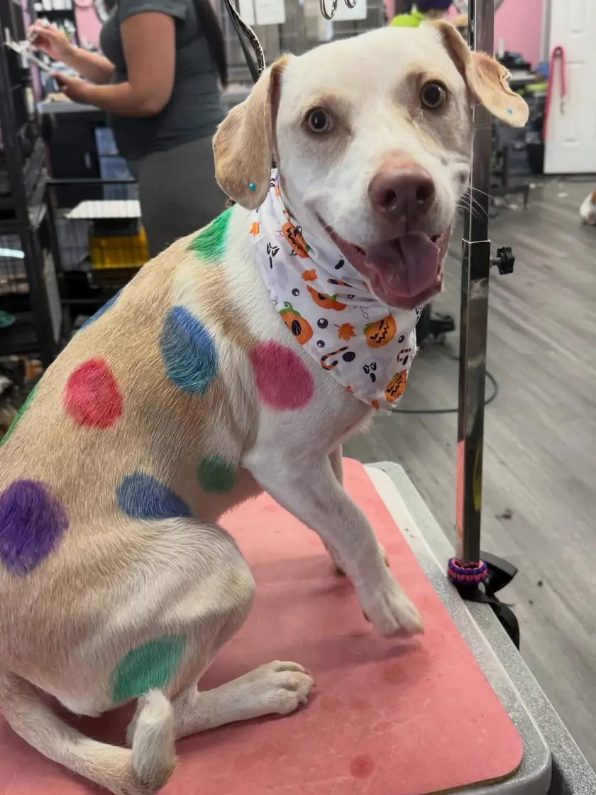 A cream and white dog on the grooming table with polka dots dyed down its side in pink, blue, green and purple, wearing a pumpkin bandana