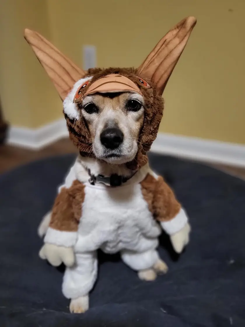 A beagle mix sitting very still in a brown and white Gizmo costume with tall pointed ears