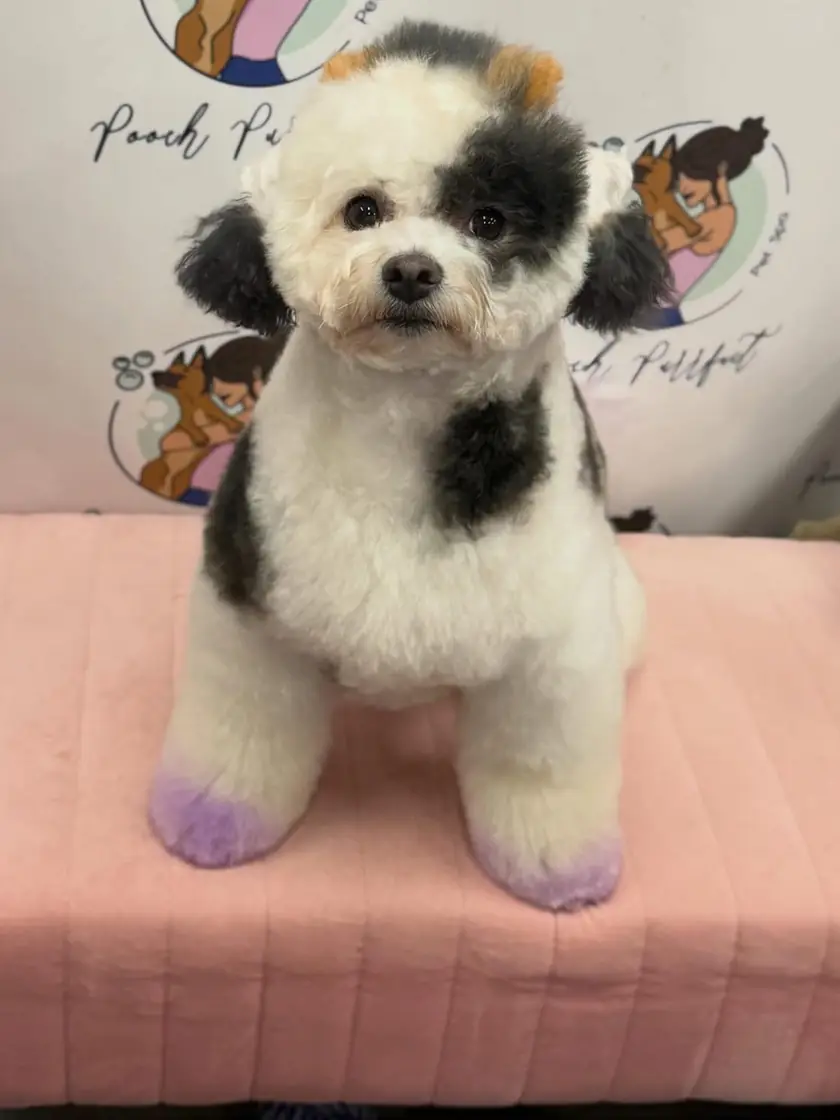A white bichon dyed as a cow, with a black patch over one eye, black ears and spots, little orange horns on its head, and lavender hooves, in front of the Pooch Purrfect backdrop